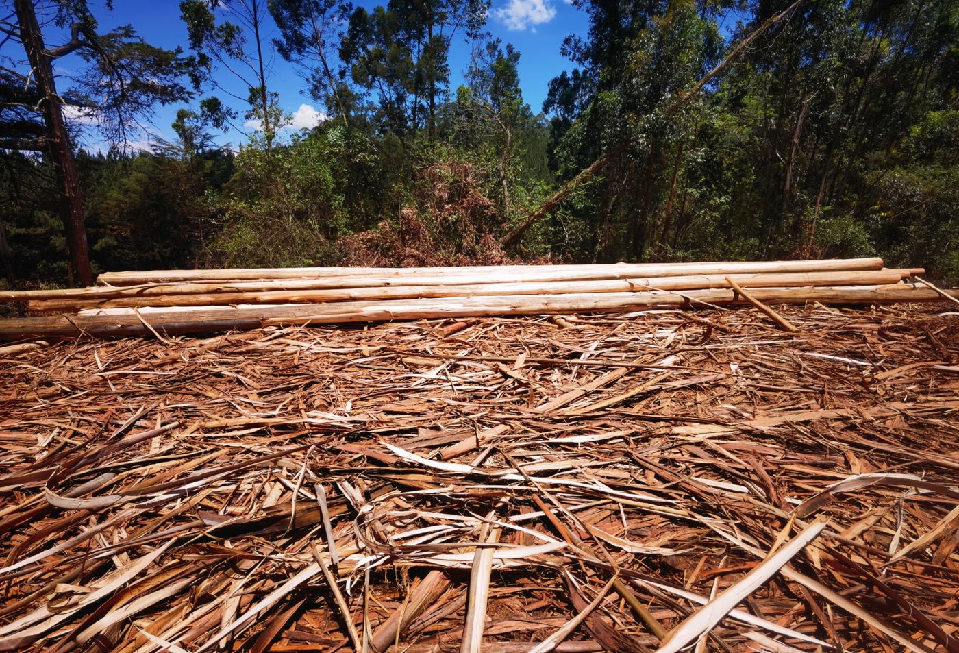 Harvested timber logs in the Eastern Highlands